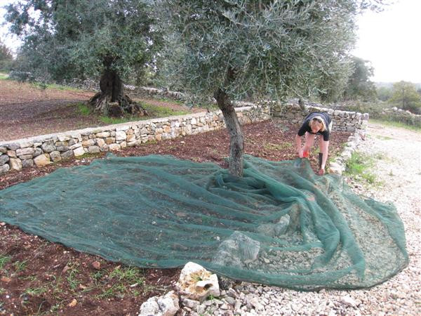 olive net rede de azeitona