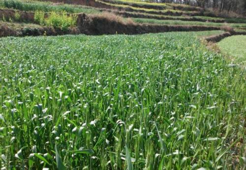 shade net rede de sombra