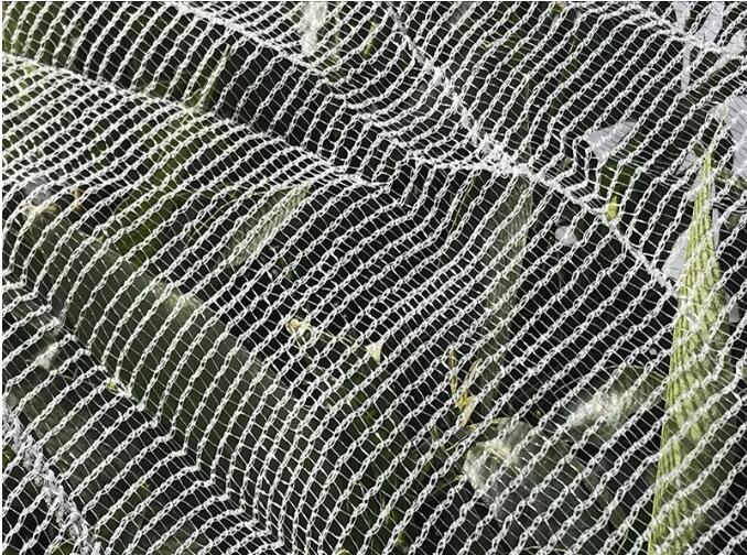 bee net1 rede de abelhas1
