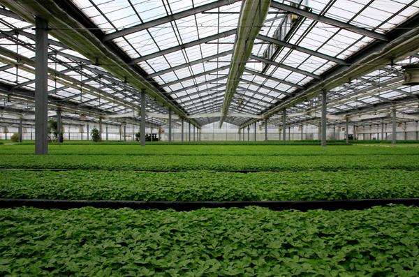 greenhouse shade net rede de sombra de estufa
