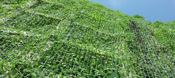 plant support net rede de suporte de plantas