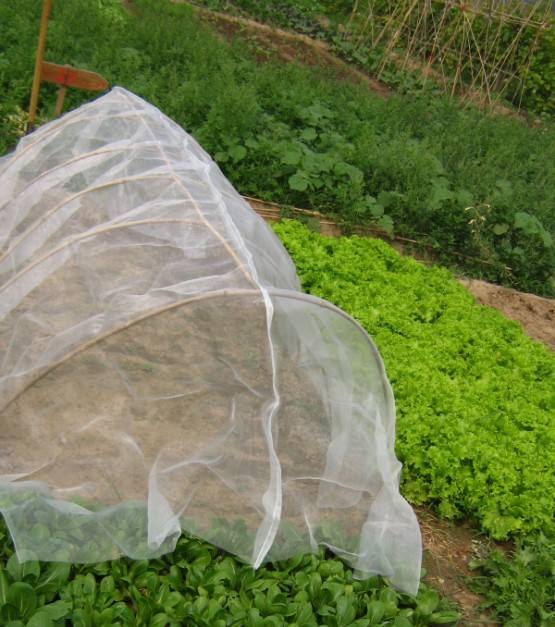 anti insect net rede anti insetos