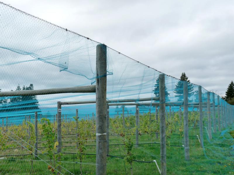 vineyard_netting_1 vinha_rede_1