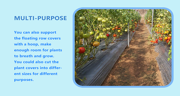 mulch film (8) filme de cobertura (8)