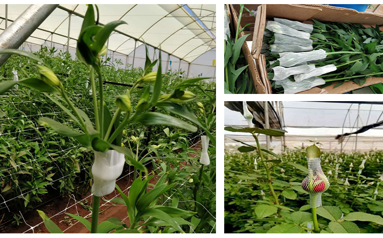 flower net16 rede de flores16