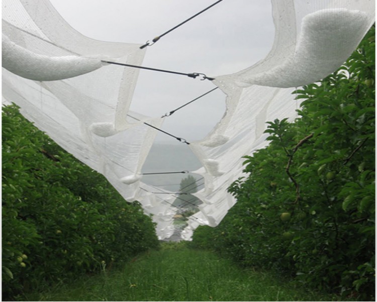 hail protection netting de proteção contra granizo,