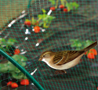 bird net rede de pássaros