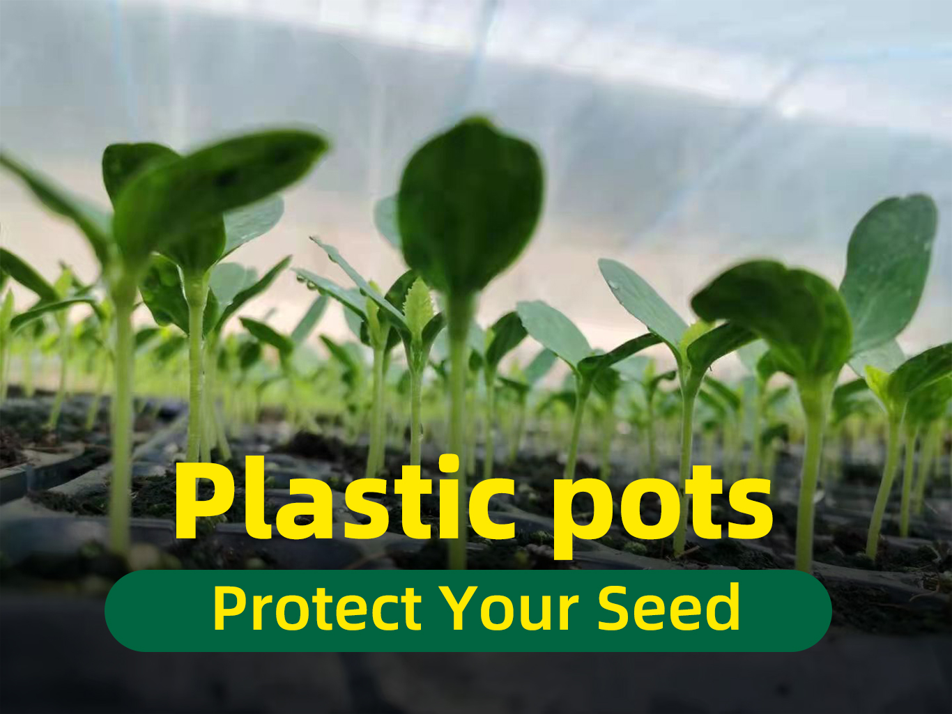 Nursery pot 1 vaso de berçário 1