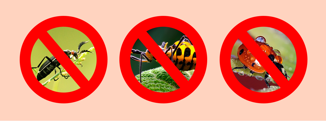 Drip Irrigation5 Irrigação por Gotejamento5