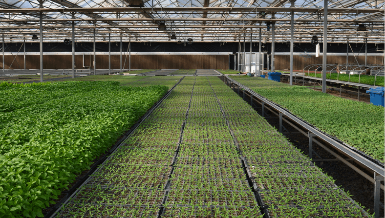 nursery plug trays bandejas para berçário