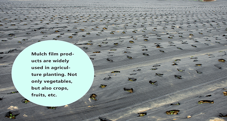 mulch film (6) filme mulch (6)