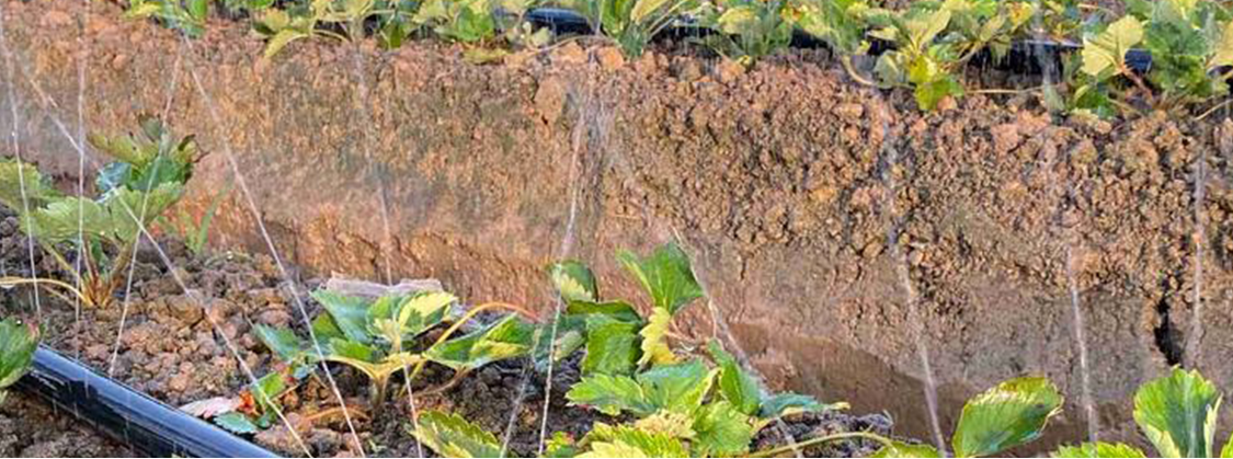 Drip Irrigation4 Irrigação por Gotejamento4