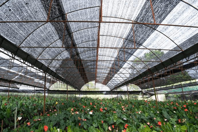 shade cloth pano de sombra