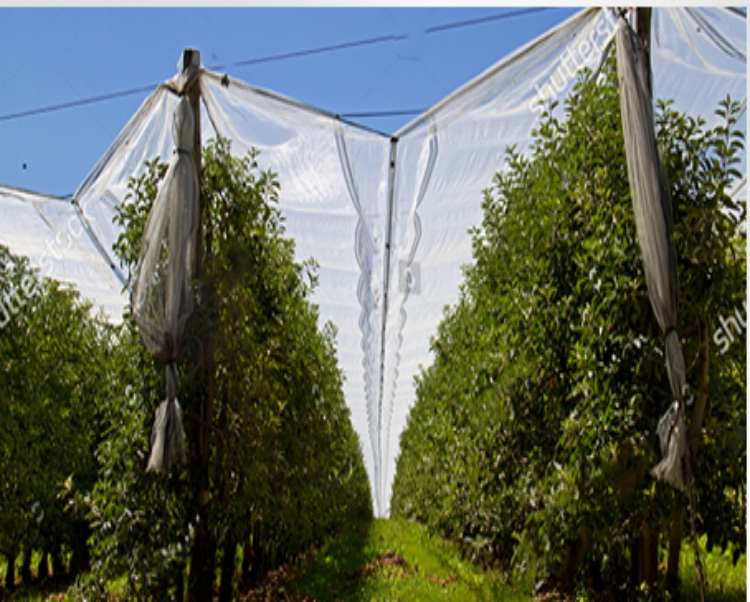 hail protection net rede