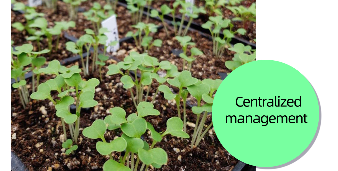 Nursery pot 4 vaso de berçário 4