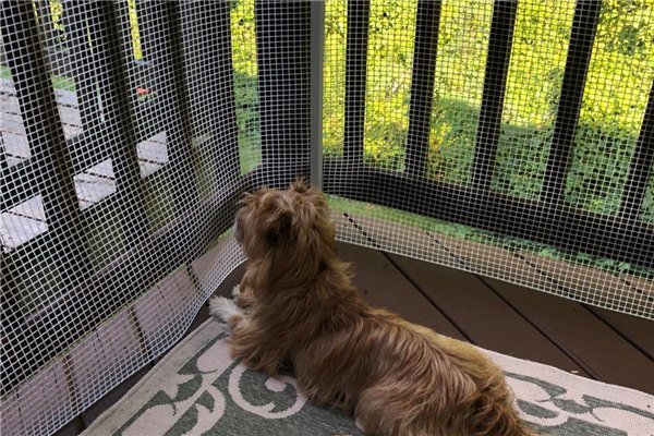 Animais de estima&ccedil;&atilde;o cercando a malha de pl&aacute;stico BOP