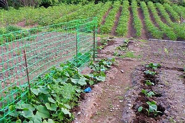 Malha de alongamento do BOP