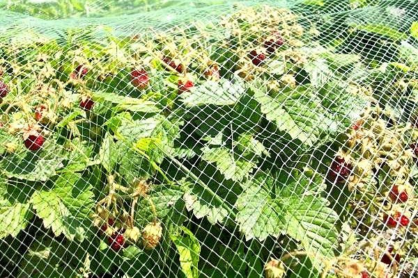 rede esticada de pl&aacute;stico