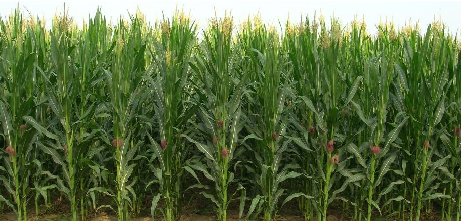 rede pl&aacute;stica agr&iacute;cola