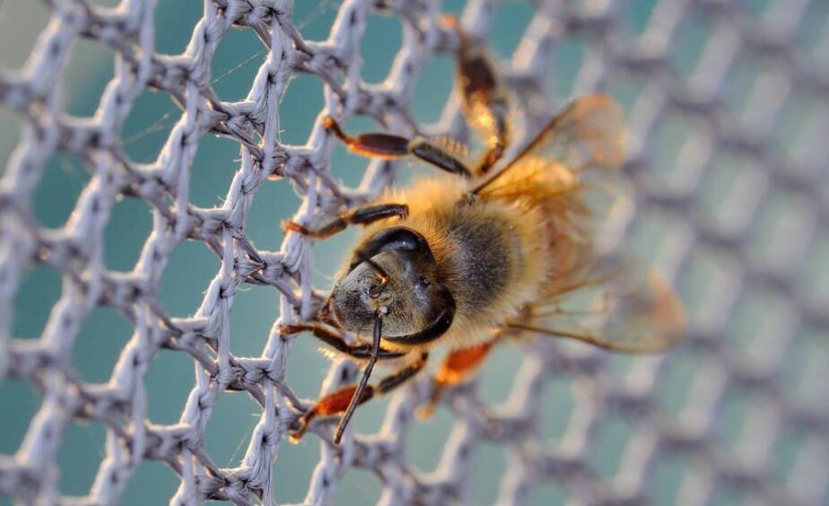 rede de abelha de pl&aacute;stico
