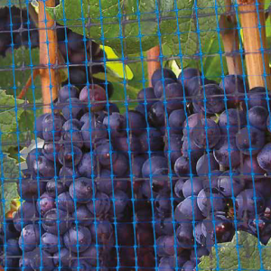 aplicativo-big-bug-300x300