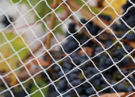 rede de p&aacute;ssaros 