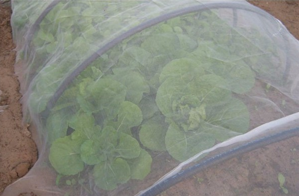 Nets à prova de insetos isolam pragas de vegetais e frutas