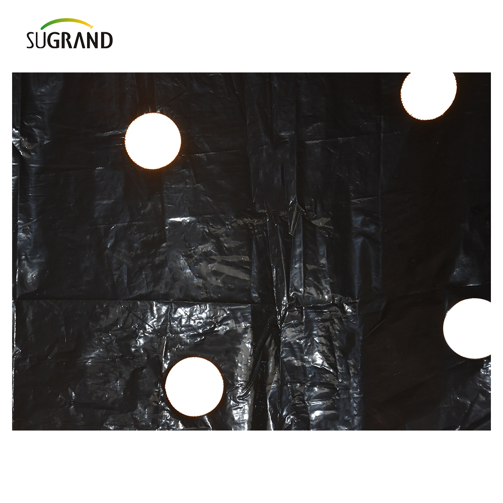 Filme de palha perfurado plástico UV Mulch Film Uso para vegetais 