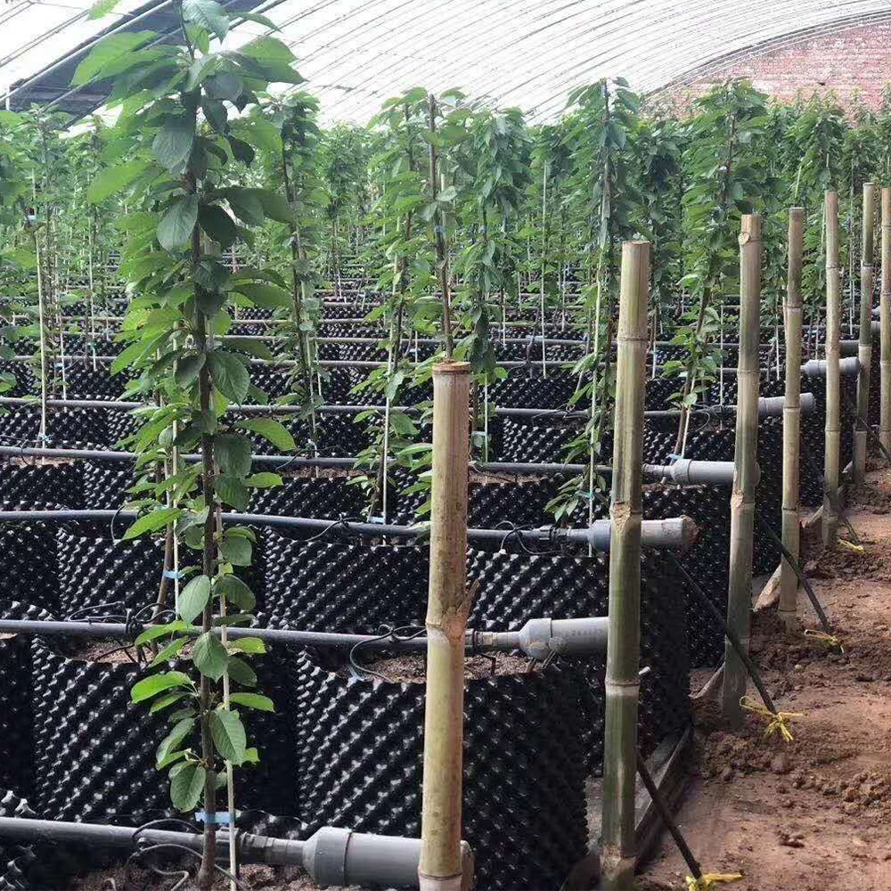 Plant Raiz Controlling Container