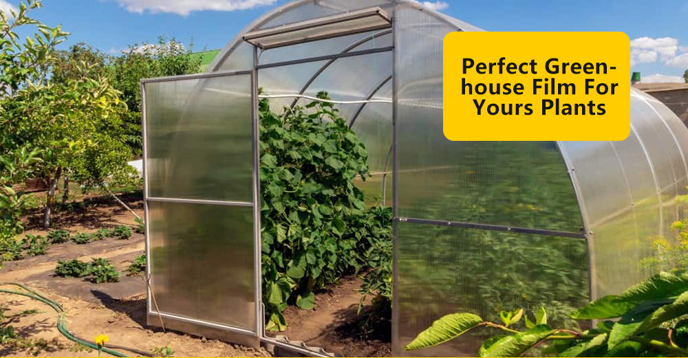 PE greenhouse film Filme de Greenhouse de PE