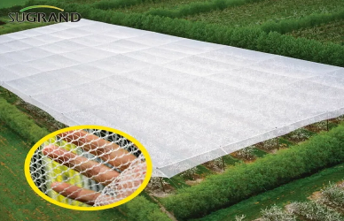 Como os vinhedos usam redes anti-hiail para salvar colheitas