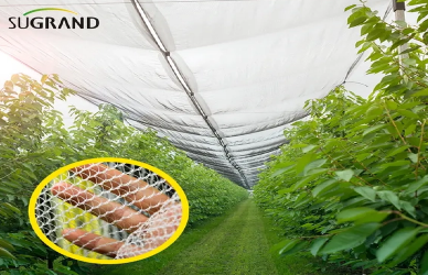 NETS ANTI-HOIL VS. Redes de sombra: diferenças -chave e casos de uso