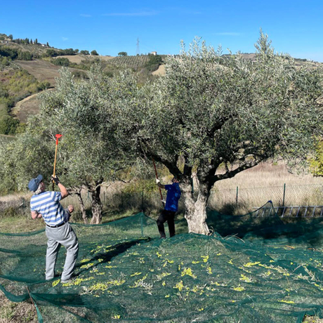 olive harvest netting.jpg