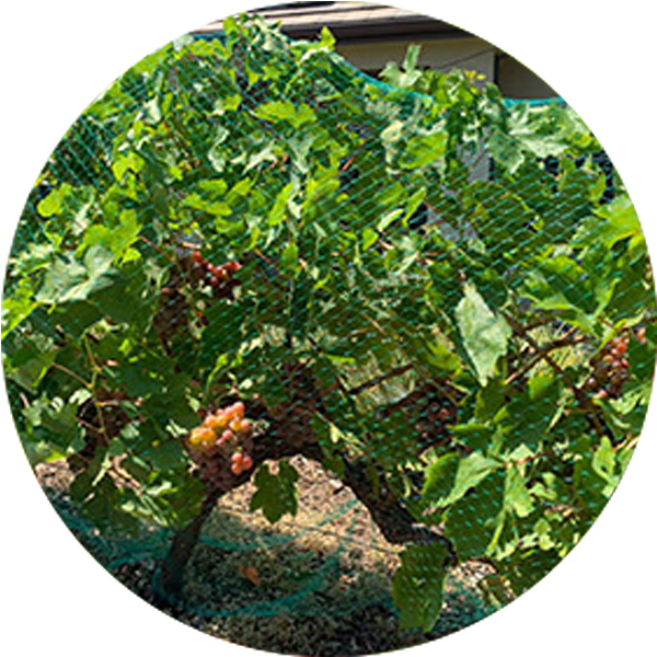 Rede anti-p&aacute;ssaro extrudada