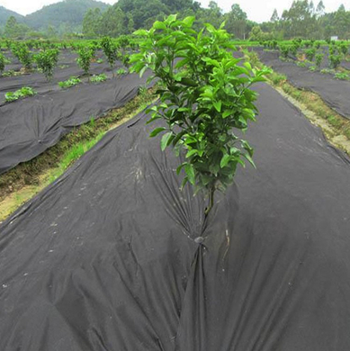 agricultura de tecido não tecido