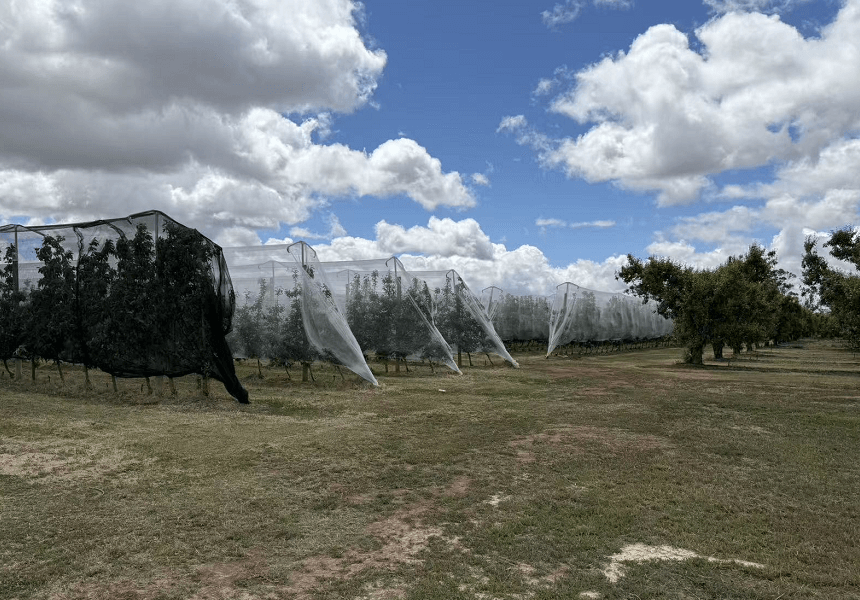 Vinhedos com rede de granizo