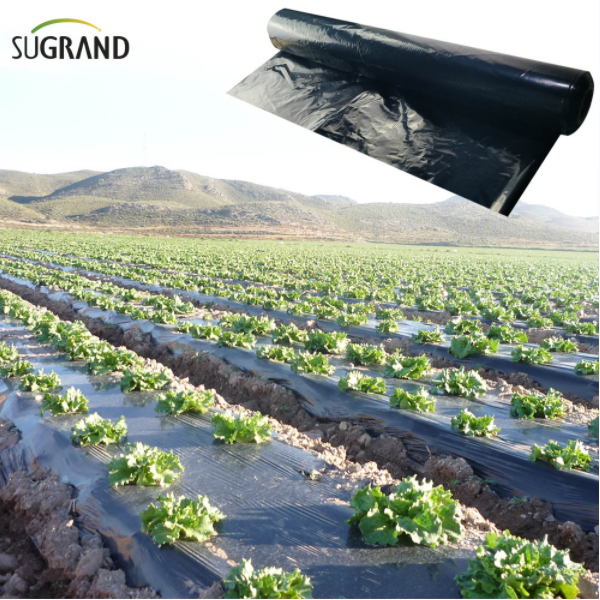 Benefícios do filme da cobertura em estufas