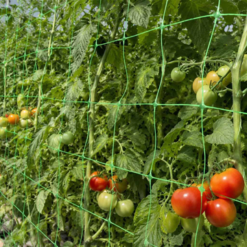 tomato support net.jpg