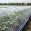 Rede de insetos de malha HDPE 40 para vegetais com efeito de estufa
